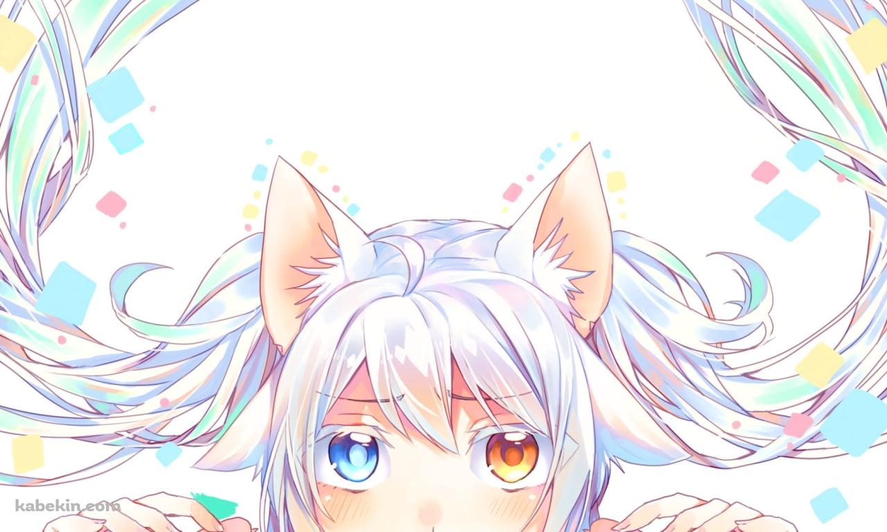 オッドアイの白椛雪（しらかば ゆき） / 猫娘症候群の壁紙(1280px x 768px) 高画質 PC・デスクトップ用