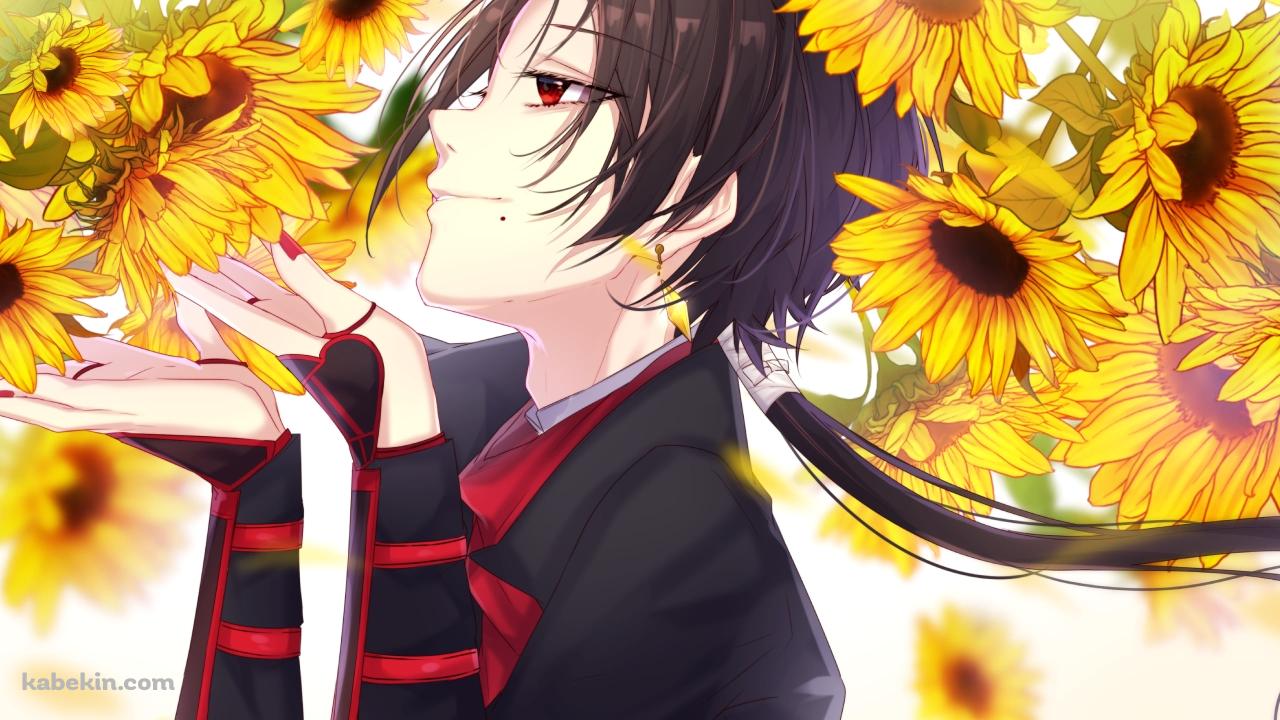 向日葵を愛でる加州清光(かしゅうきよみつ) / 刀剣乱舞の壁紙(1280px x 720px) 高画質 PC・デスクトップ用