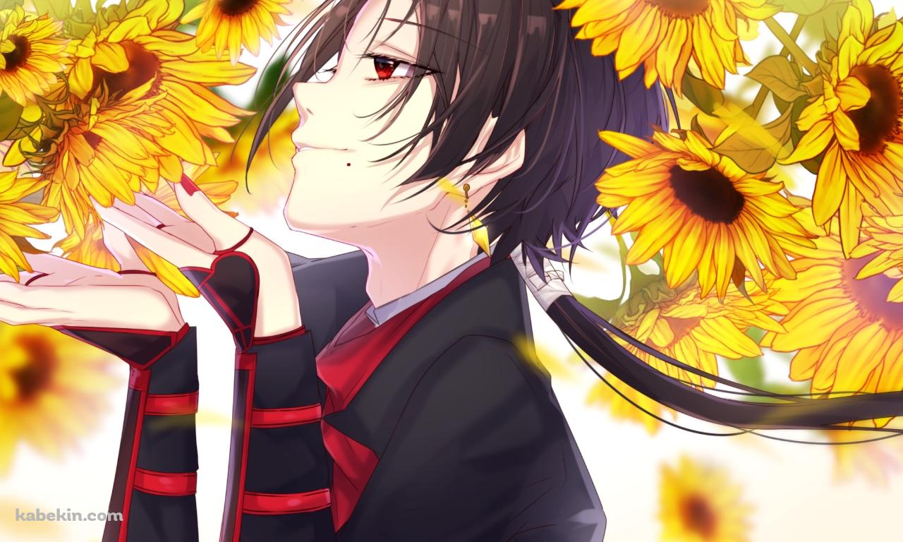 向日葵を愛でる加州清光(かしゅうきよみつ) / 刀剣乱舞の壁紙(1280px x 768px) 高画質 PC・デスクトップ用