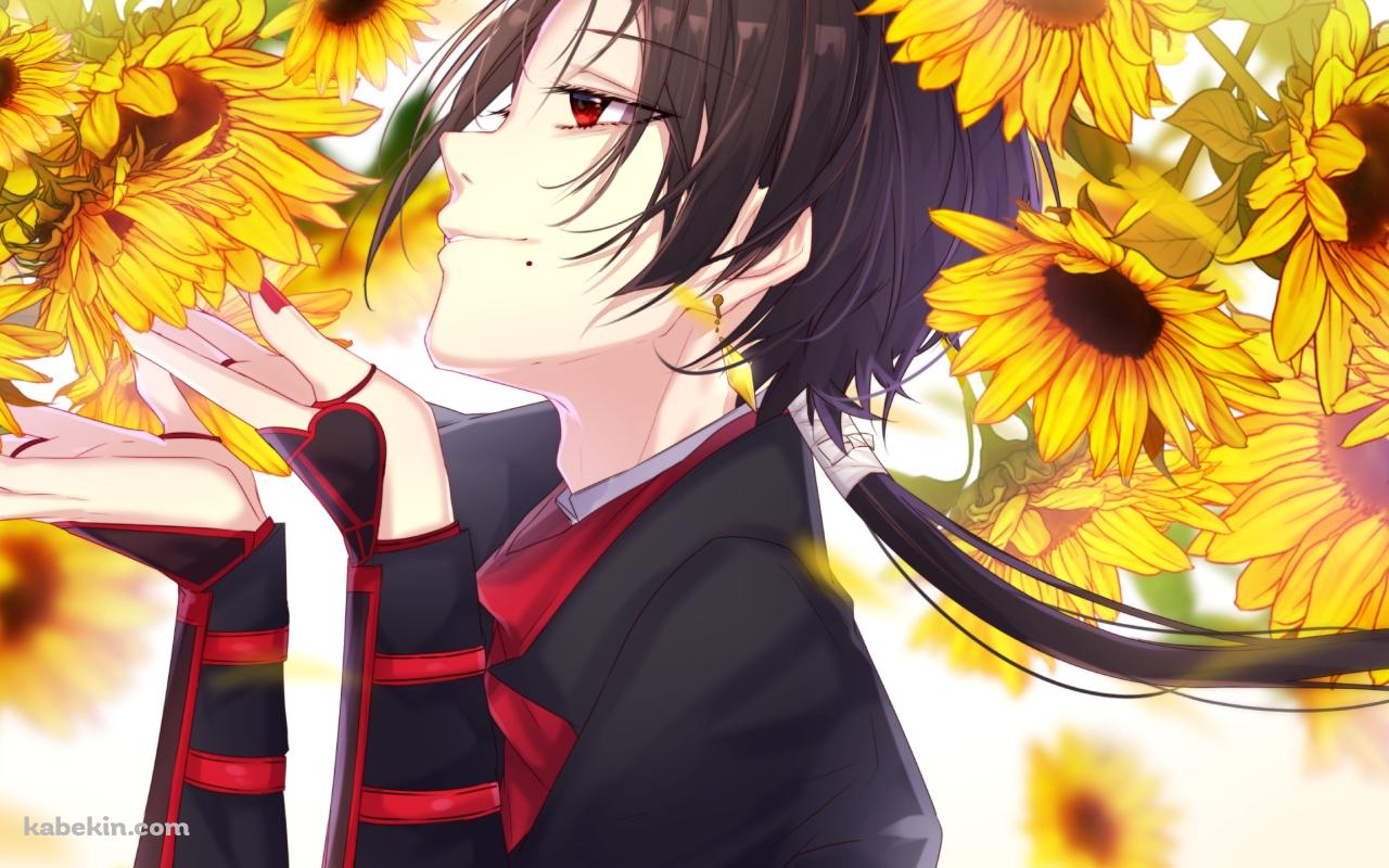 向日葵を愛でる加州清光(かしゅうきよみつ) / 刀剣乱舞の壁紙(1280px x 800px) 高画質 PC・デスクトップ用