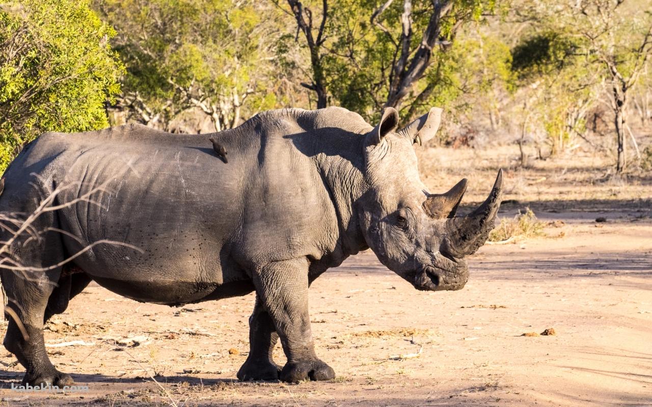 道を横断するサイ / Rhinocerosの壁紙(1280px x 800px) 高画質 PC・デスクトップ用