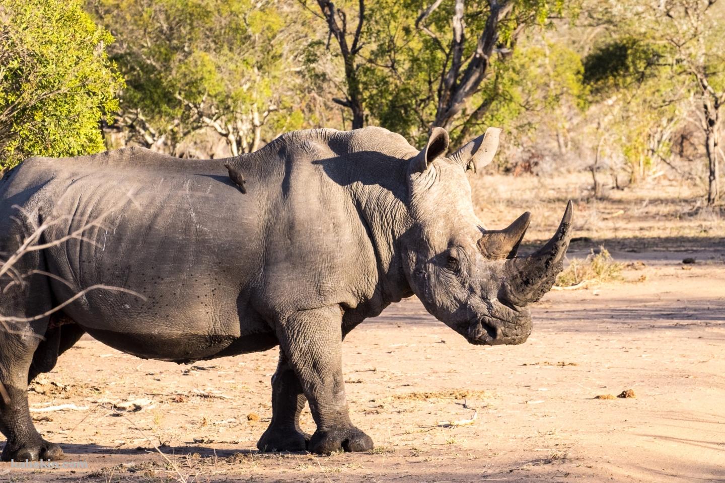 道を横断するサイ / Rhinocerosの壁紙(1440px x 960px) 高画質 PC・デスクトップ用