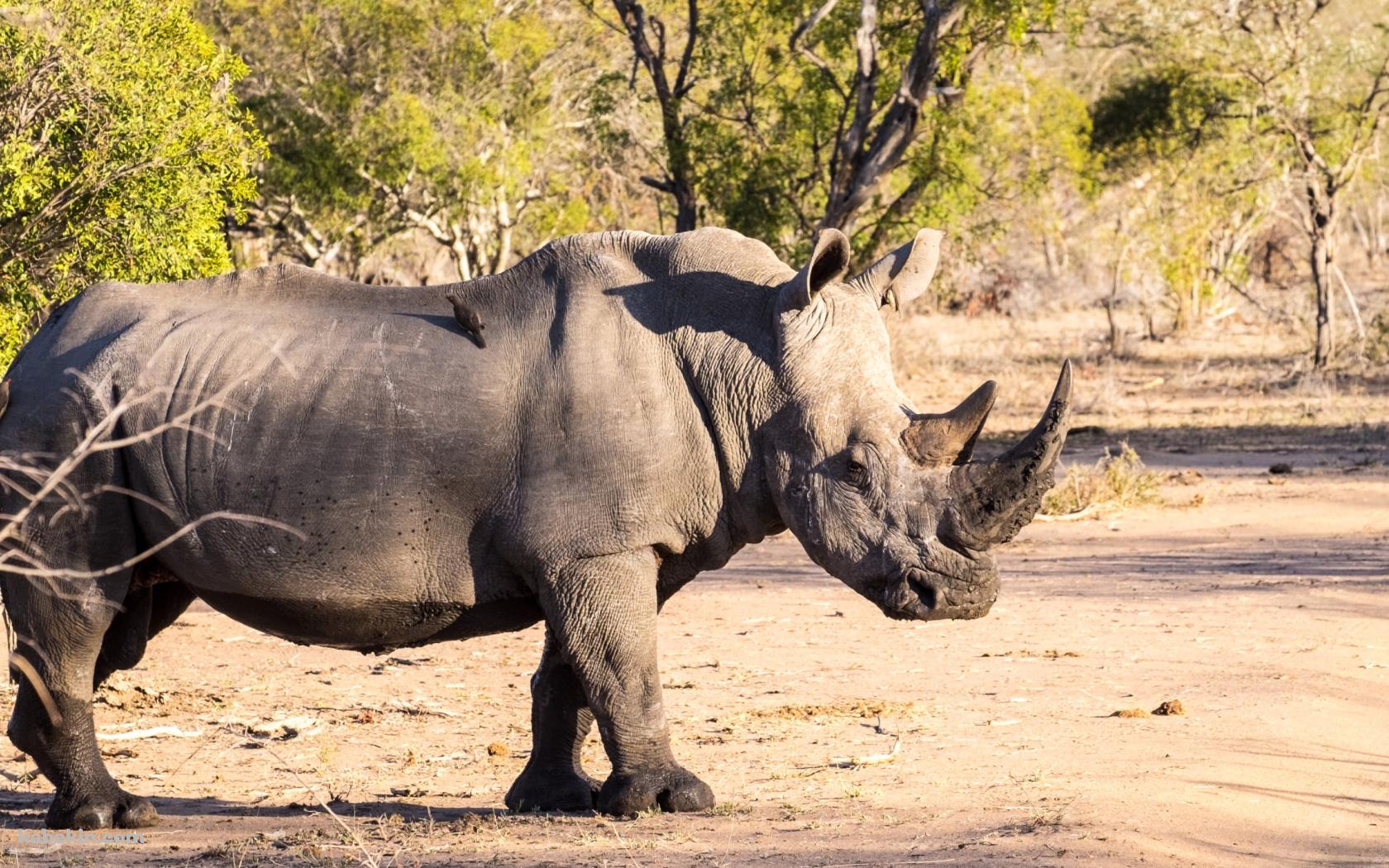 道を横断するサイ / Rhinocerosの壁紙(1680px x 1050px) 高画質 PC・デスクトップ用