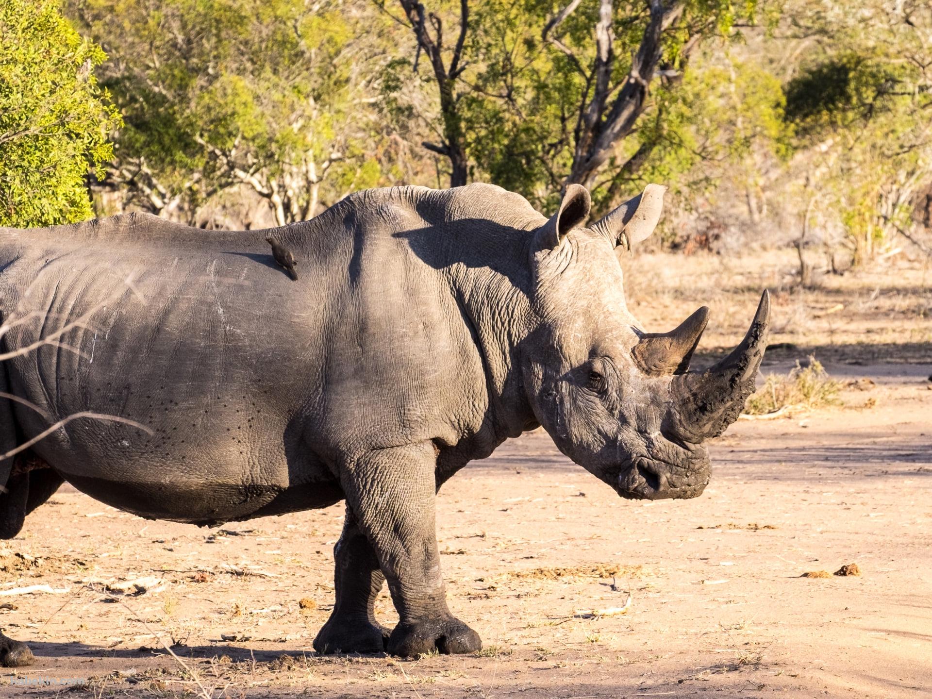道を横断するサイ / Rhinocerosの壁紙(1920px x 1440px) 高画質 PC・デスクトップ用