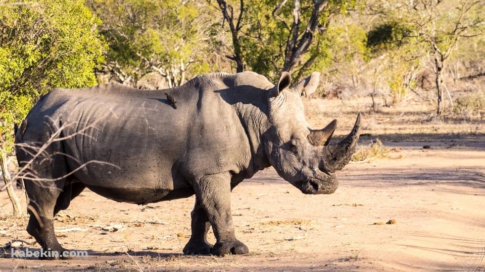 道を横断するサイ / Rhinocerosの壁紙(960px x 540px) 高画質 PC・デスクトップ用