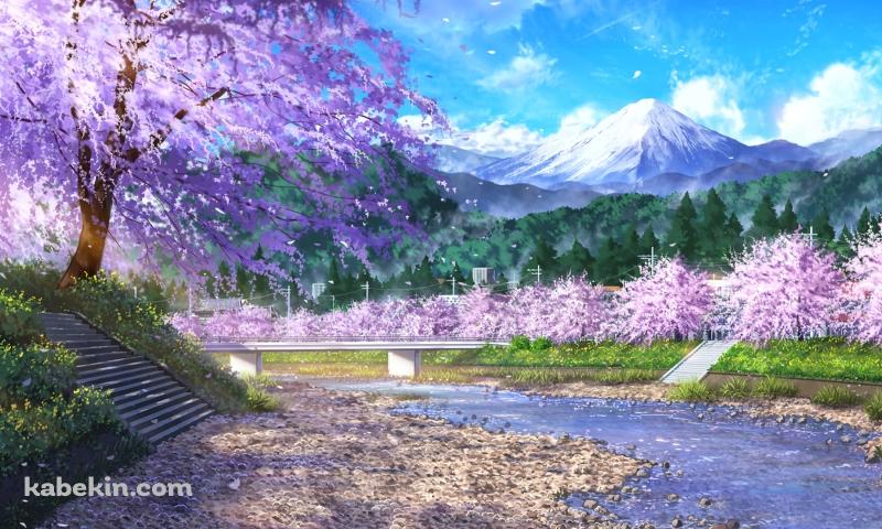 富士山が見える河川敷 / 桜 / 春 / 清流の壁紙(800px x 480px) 高画質 PC・デスクトップ用