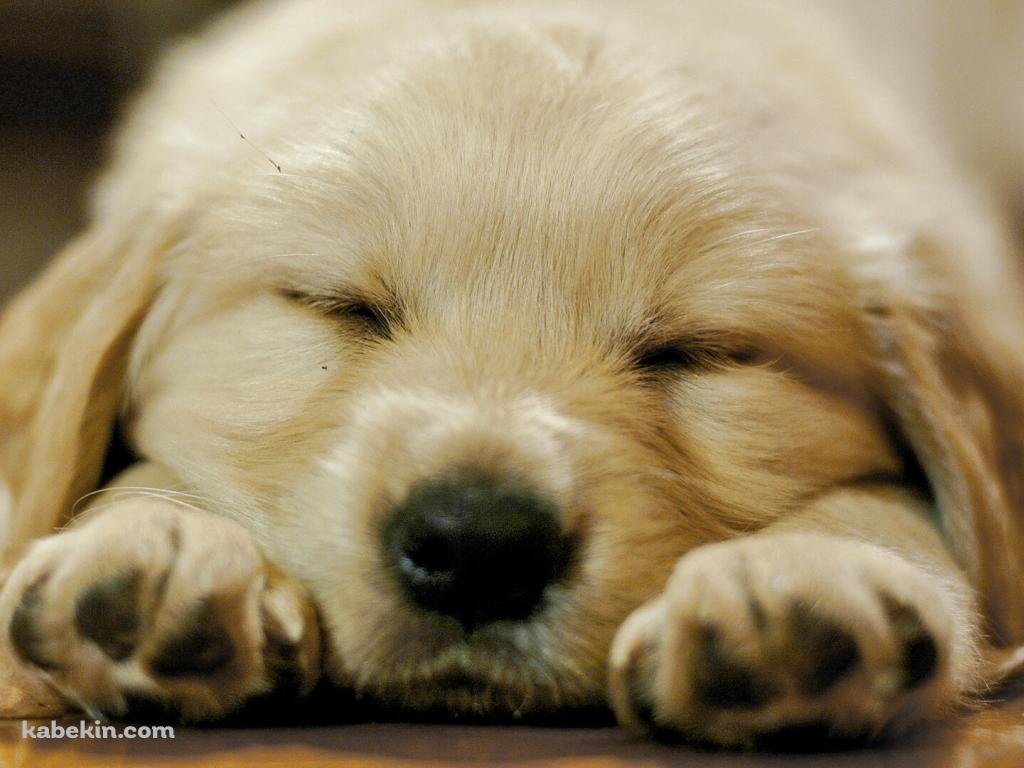 ふせて寝るゴールデンレトリバーの子犬の壁紙(1024px x 768px) 高画質 PC・デスクトップ用