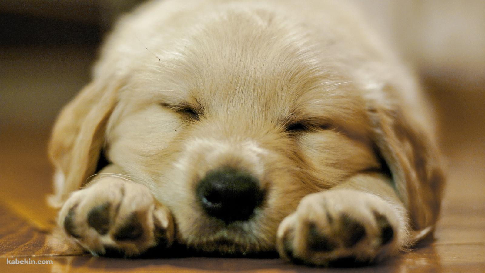ふせて寝るゴールデンレトリバーの子犬の壁紙(1600px x 900px) 高画質 PC・デスクトップ用