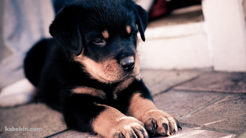 伏せをする可愛い黒の子犬の壁紙(1024px x 576px) 高画質 PC・デスクトップ用