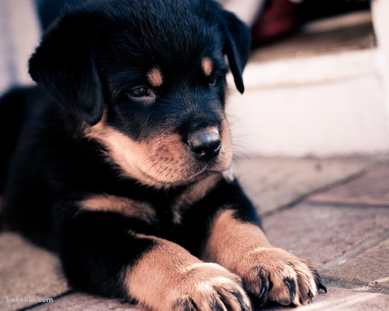 伏せをする可愛い黒の子犬の壁紙(1280px x 1024px) 高画質 PC・デスクトップ用