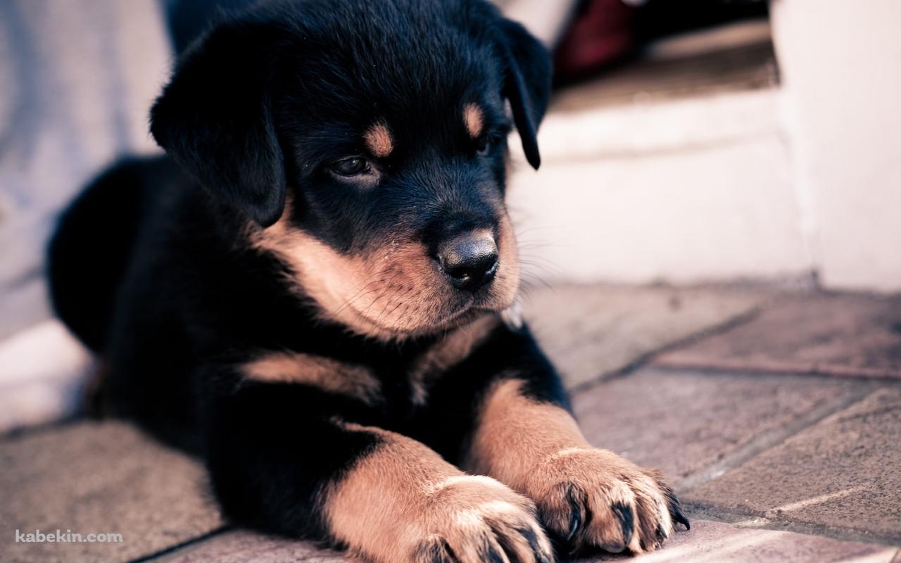 伏せをする可愛い黒の子犬の壁紙(1280px x 800px) 高画質 PC・デスクトップ用