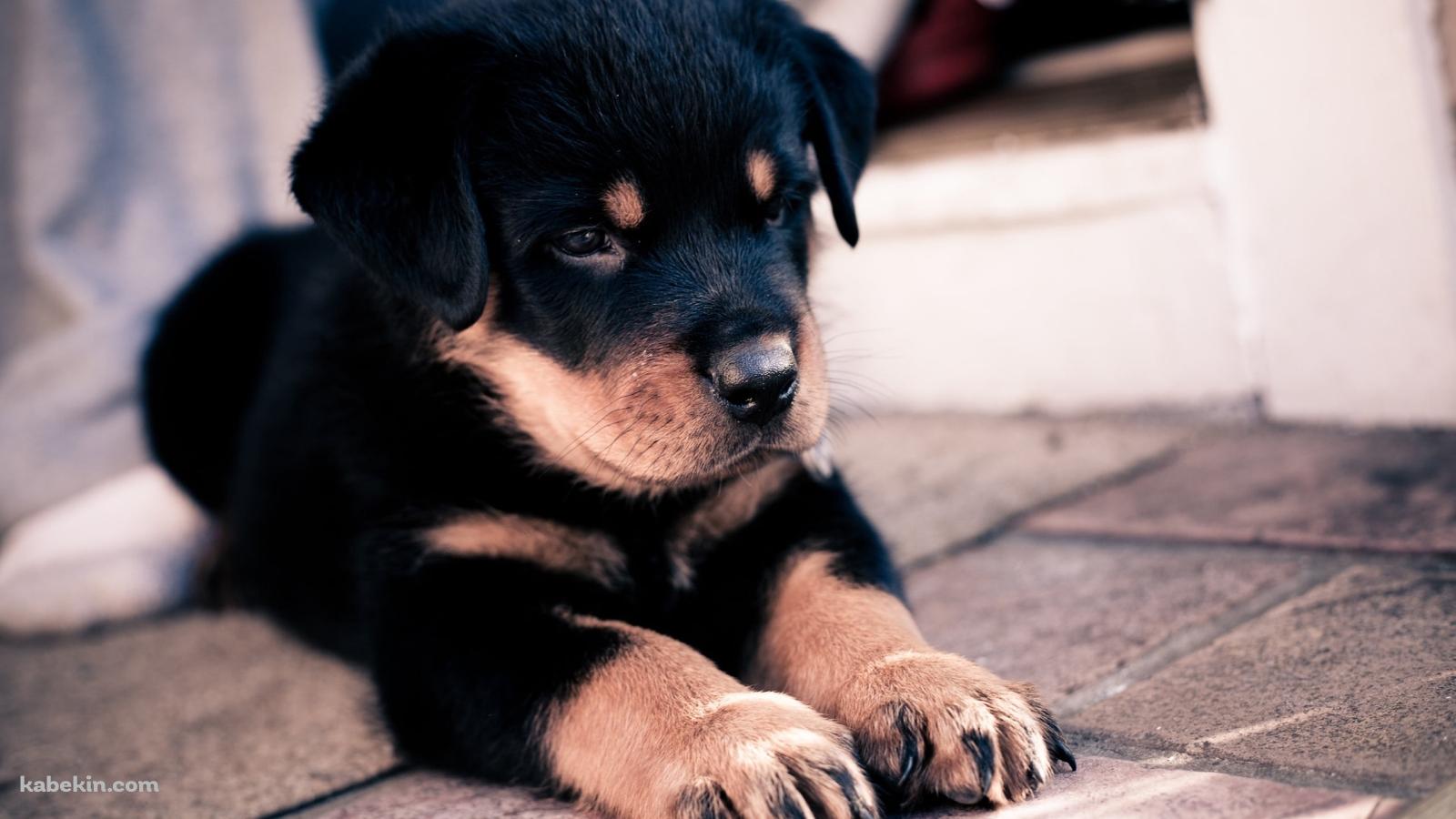伏せをする可愛い黒の子犬の壁紙(1600px x 900px) 高画質 PC・デスクトップ用