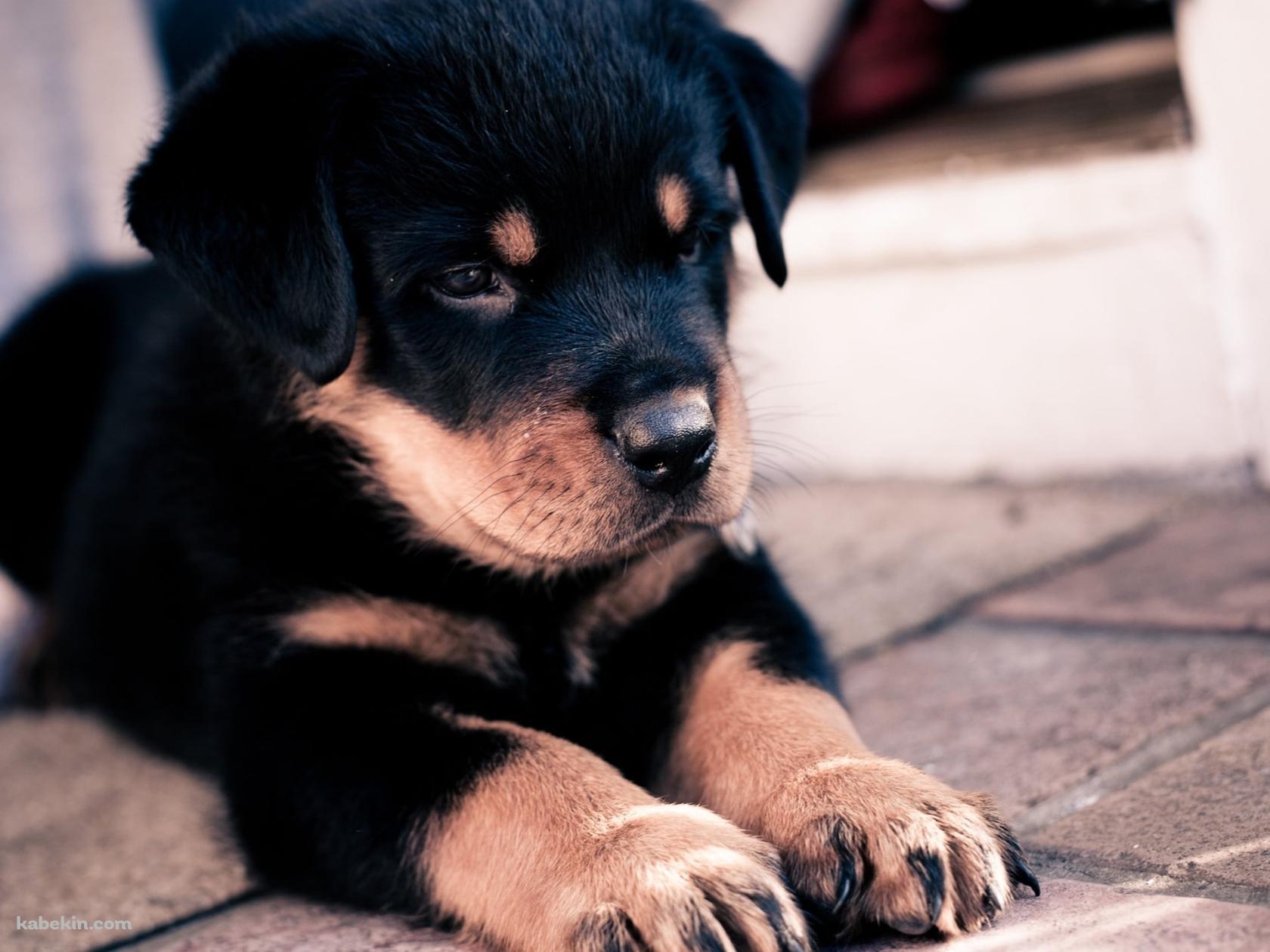 伏せをする可愛い黒の子犬の壁紙(1680px x 1260px) 高画質 PC・デスクトップ用