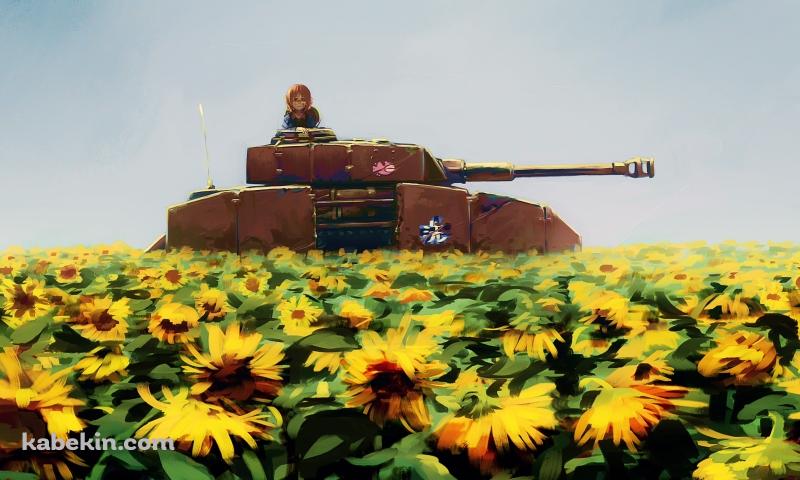 戦車に乗り黄色い向日葵畑を眺める西住みほ / ガールズ&パンツァーの壁紙(800px x 480px) 高画質 PC・デスクトップ用