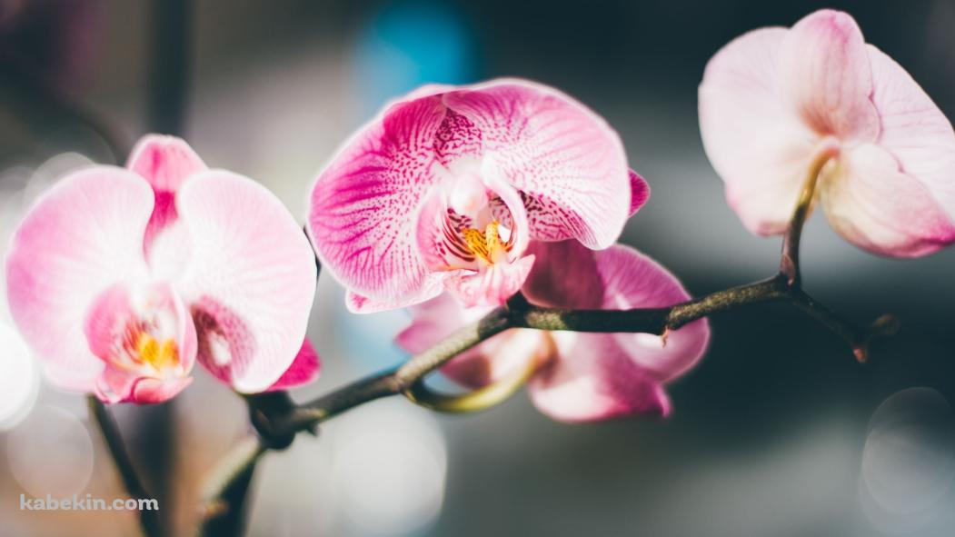 ピンクの蘭の花 / 綺麗 / 高画質 / Orchid flowerの壁紙(1051px x 591px) 高画質 PC・デスクトップ用