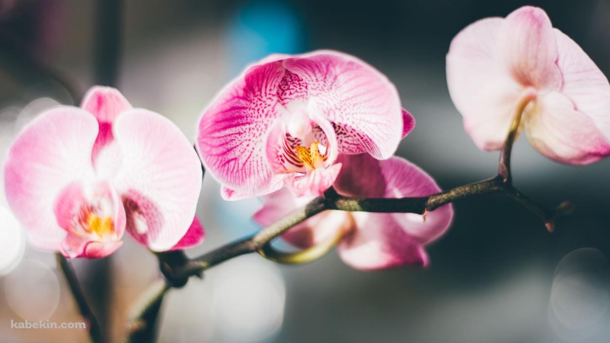 ピンクの蘭の花 / 綺麗 / 高画質 / Orchid flowerの壁紙(1242px x 698px) 高画質 PC・デスクトップ用