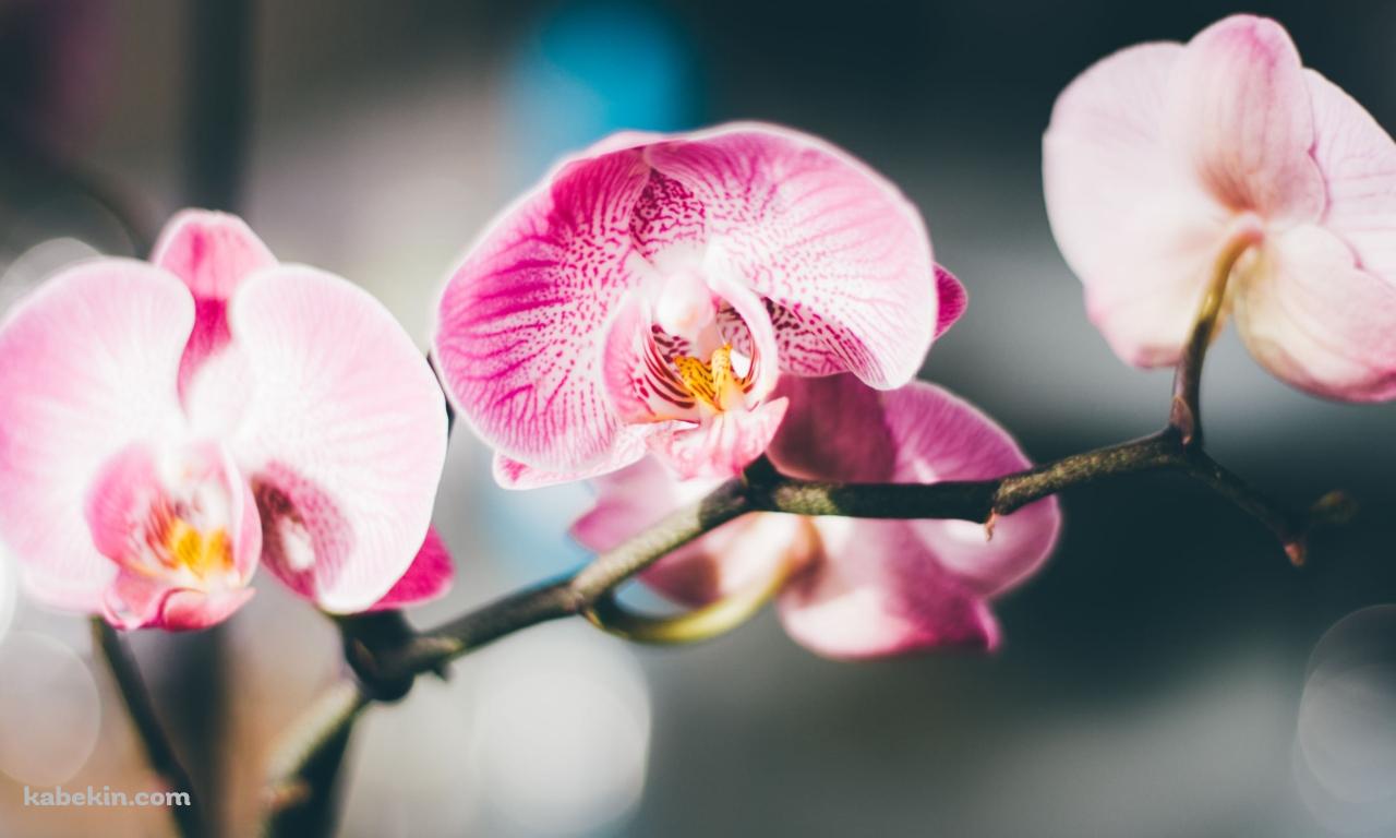 ピンクの蘭の花 / 綺麗 / 高画質 / Orchid flowerの壁紙(1280px x 768px) 高画質 PC・デスクトップ用