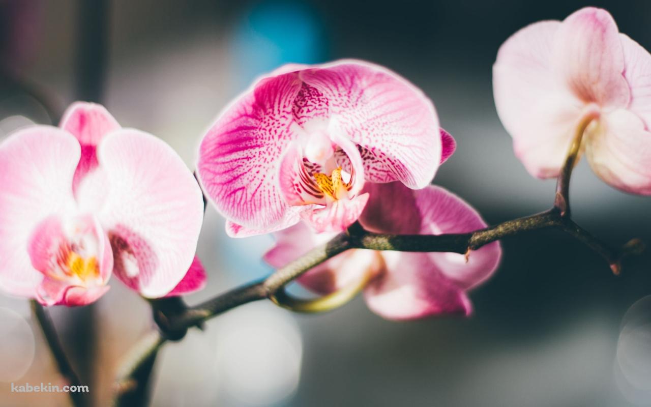 ピンクの蘭の花 / 綺麗 / 高画質 / Orchid flowerの壁紙(1280px x 800px) 高画質 PC・デスクトップ用