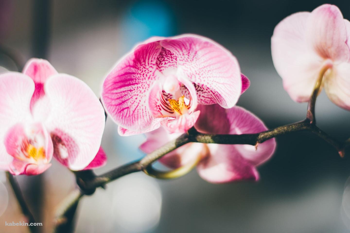 ピンクの蘭の花 / 綺麗 / 高画質 / Orchid flowerの壁紙(1440px x 960px) 高画質 PC・デスクトップ用