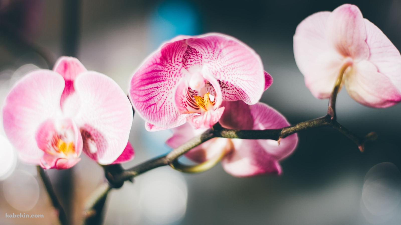 ピンクの蘭の花 / 綺麗 / 高画質 / Orchid flowerの壁紙(1600px x 900px) 高画質 PC・デスクトップ用