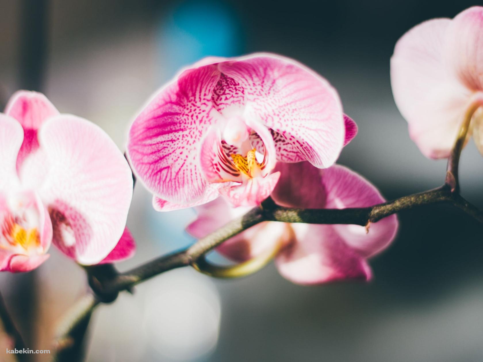 ピンクの蘭の花 / 綺麗 / 高画質 / Orchid flowerの壁紙(1680px x 1260px) 高画質 PC・デスクトップ用