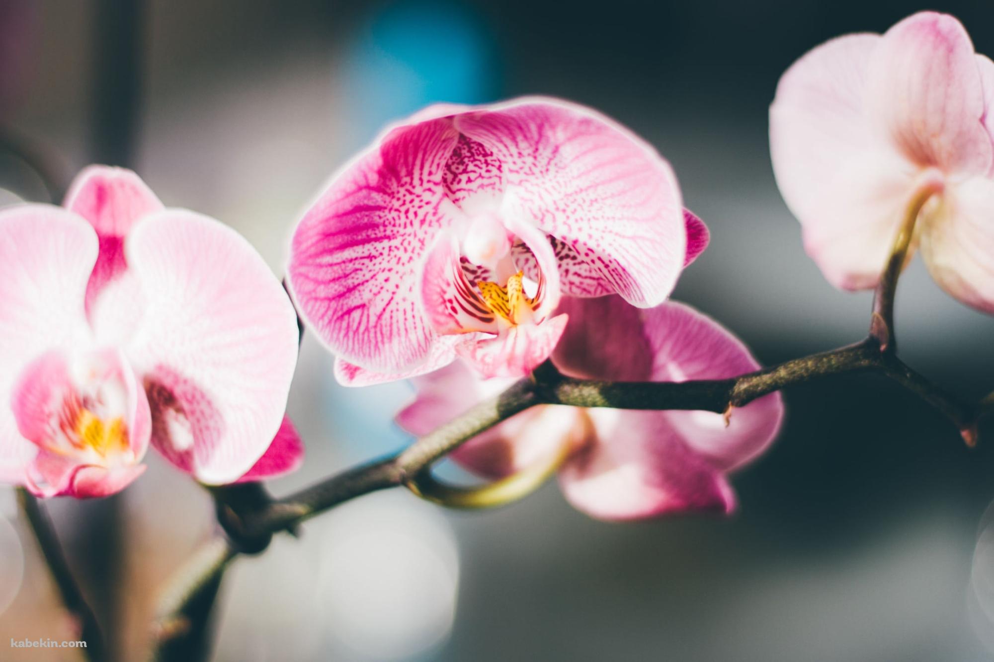 ピンクの蘭の花 / 綺麗 / 高画質 / Orchid flowerの壁紙(2000px x 1333px) 高画質 PC・デスクトップ用