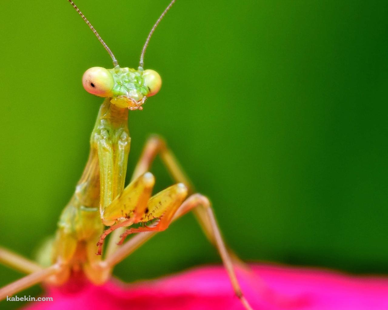 ピンクの花びらとカマキリの接写の壁紙(1280px x 1024px) 高画質 PC・デスクトップ用