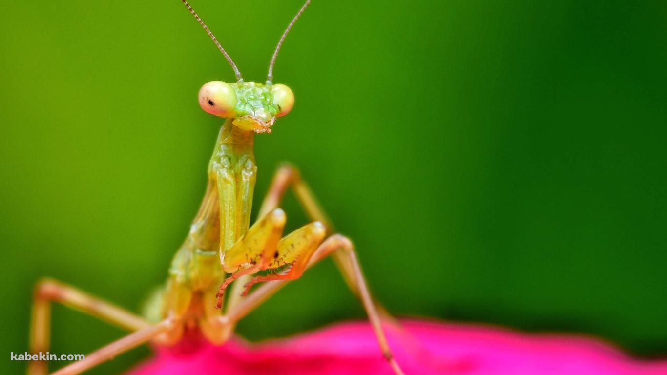 ピンクの花びらとカマキリの接写の壁紙(1366px x 768px) 高画質 PC・デスクトップ用