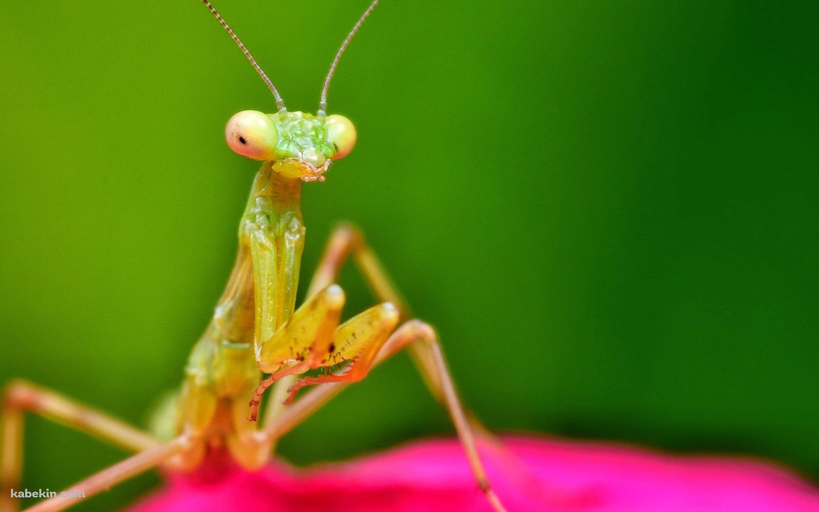 ピンクの花びらとカマキリの接写の壁紙(1680px x 1050px) 高画質 PC・デスクトップ用