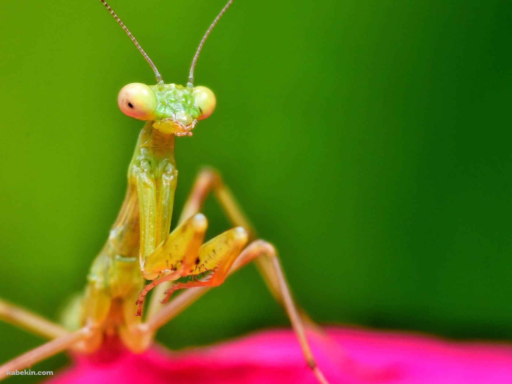 ピンクの花びらとカマキリの接写の壁紙(1680px x 1260px) 高画質 PC・デスクトップ用