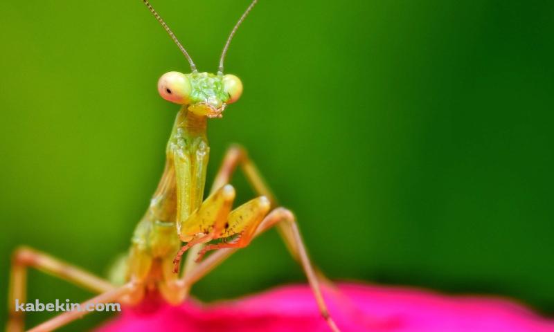 ピンクの花びらとカマキリの接写の壁紙(800px x 480px) 高画質 PC・デスクトップ用