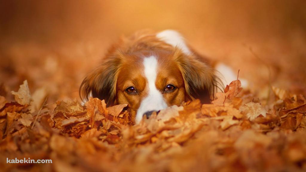 落ち葉にうずくまる茶色と白の犬 / コーイケルホンディエの壁紙(1024px x 576px) 高画質 PC・デスクトップ用