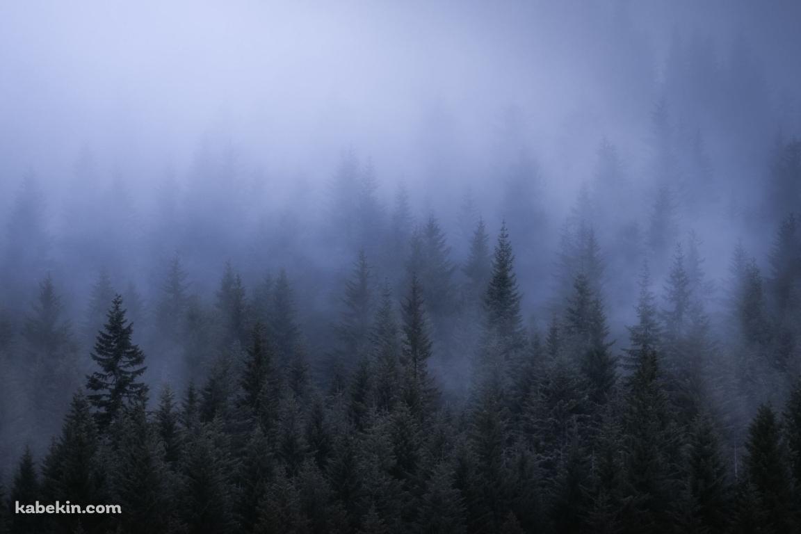 白い霧がたちこめる森 / ツンドラ / 針葉樹の壁紙(1152px x 768px) 高画質 PC・デスクトップ用