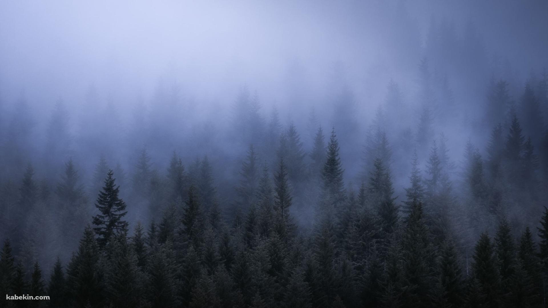 白い霧がたちこめる森 / ツンドラ / 針葉樹の壁紙(1920px x 1080px) 高画質 PC・デスクトップ用