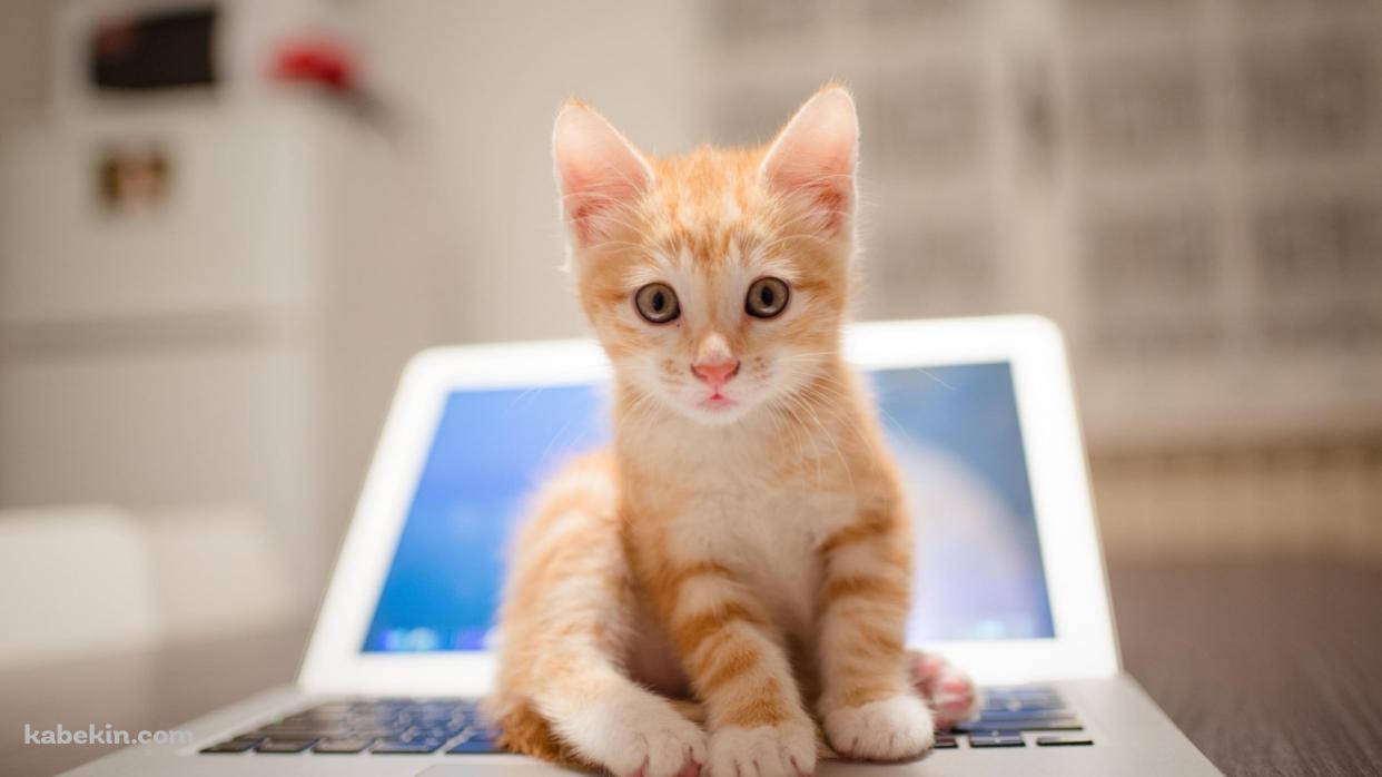 ノートパソコンの上に座る茶色い子猫の壁紙(1242px x 698px) 高画質 PC・デスクトップ用
