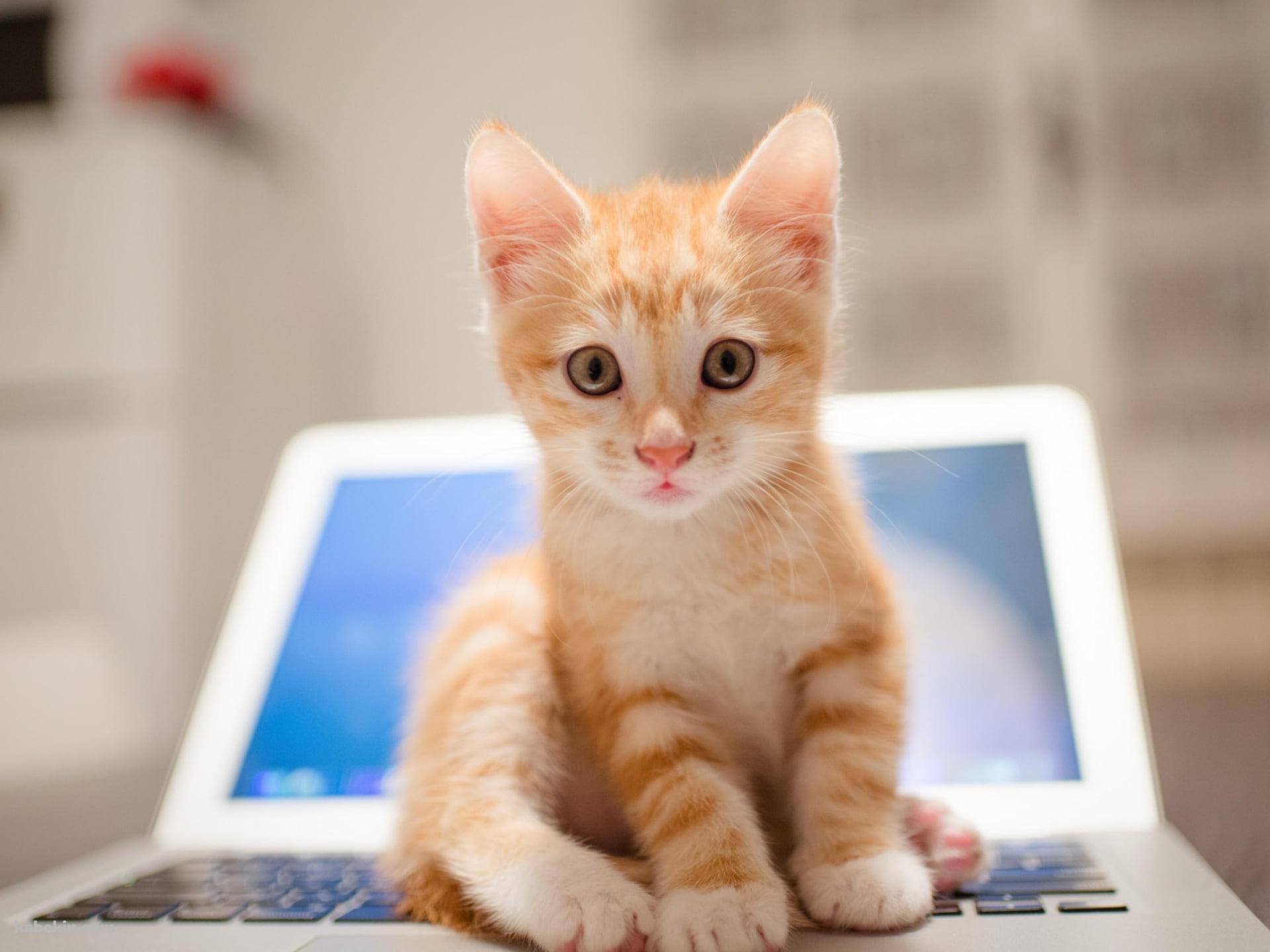 ノートパソコンの上に座る茶色い子猫の壁紙(1920px x 1440px) 高画質 PC・デスクトップ用