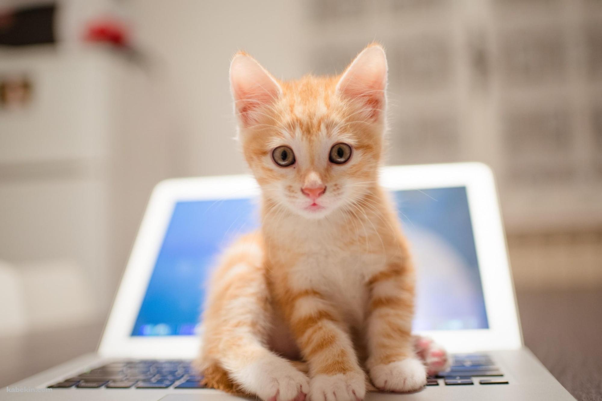 ノートパソコンの上に座る茶色い子猫の壁紙(2000px x 1333px) 高画質 PC・デスクトップ用