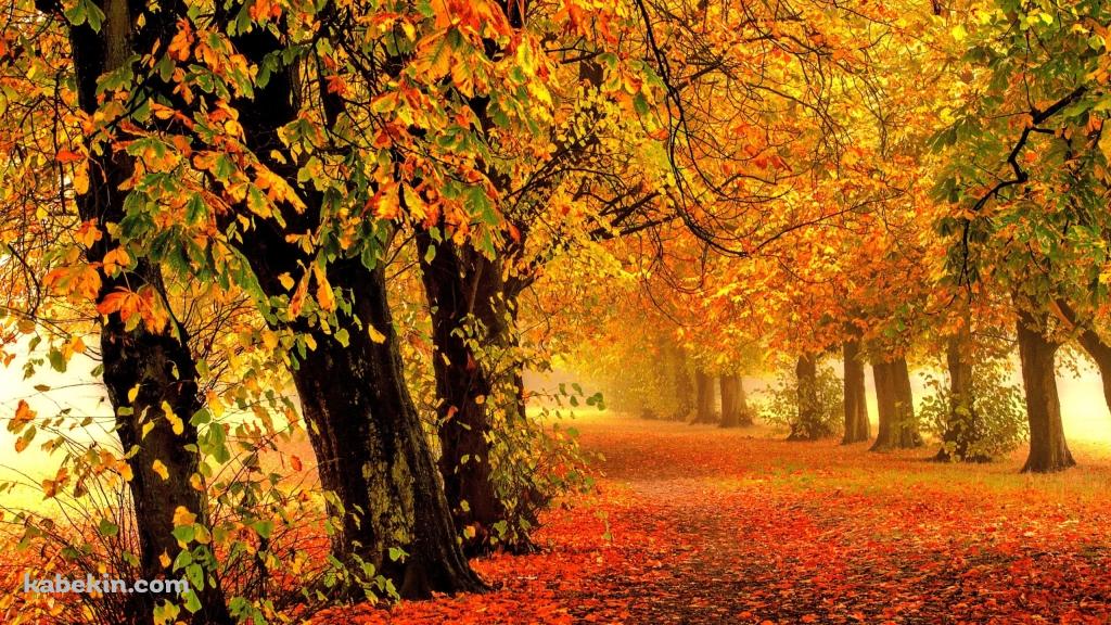 紅葉が綺麗な並木道 / 秋 / 銀杏 / 4Kの壁紙(1024px x 576px) 高画質 PC・デスクトップ用
