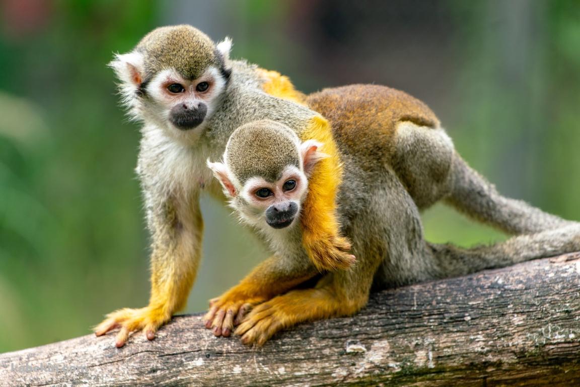 木の上の2匹のリスザル / Squirrel monkeyの壁紙(1152px x 768px) 高画質 PC・デスクトップ用