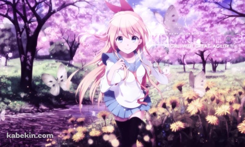 走る桐崎千棘 / 黄色い花畑 / 満開の桜 / ニセコイの壁紙(800px x 480px) 高画質 PC・デスクトップ用
