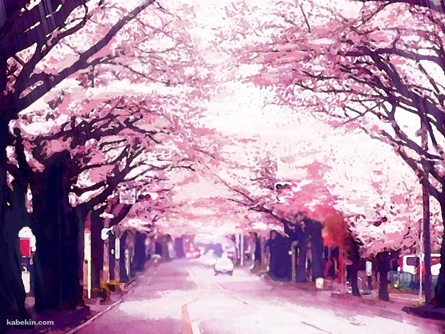 ボヤけたピンクの桜並木の壁紙(1440px x 1080px) 高画質 PC・デスクトップ用