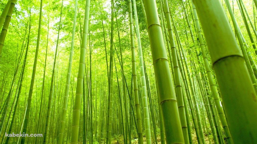 鮮やかな黄緑の竹林 / 雑木林の壁紙(1051px x 591px) 高画質 PC・デスクトップ用