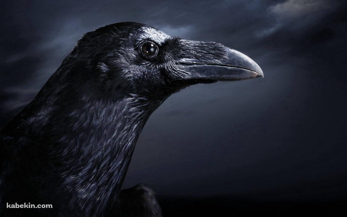 リアルなカラスの横顔 / Real Raven Side Faceの壁紙(1152px x 720px) 高画質 PC・デスクトップ用