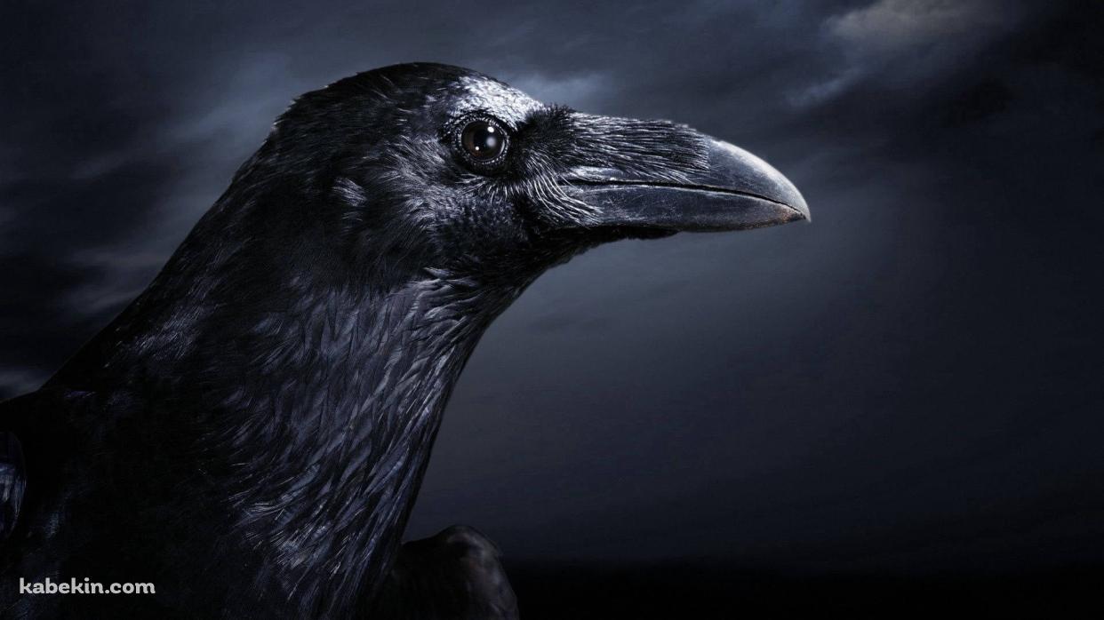 リアルなカラスの横顔 / Real Raven Side Faceの壁紙(1242px x 698px) 高画質 PC・デスクトップ用