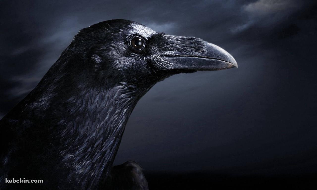 リアルなカラスの横顔 / Real Raven Side Faceの壁紙(1280px x 768px) 高画質 PC・デスクトップ用