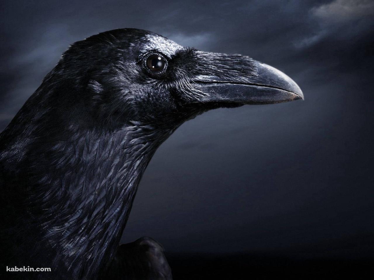 リアルなカラスの横顔 / Real Raven Side Faceの壁紙(1280px x 960px) 高画質 PC・デスクトップ用