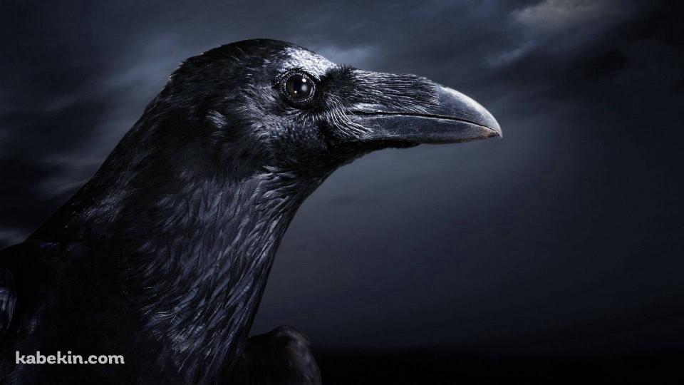 リアルなカラスの横顔 / Real Raven Side Faceの壁紙(960px x 540px) 高画質 PC・デスクトップ用