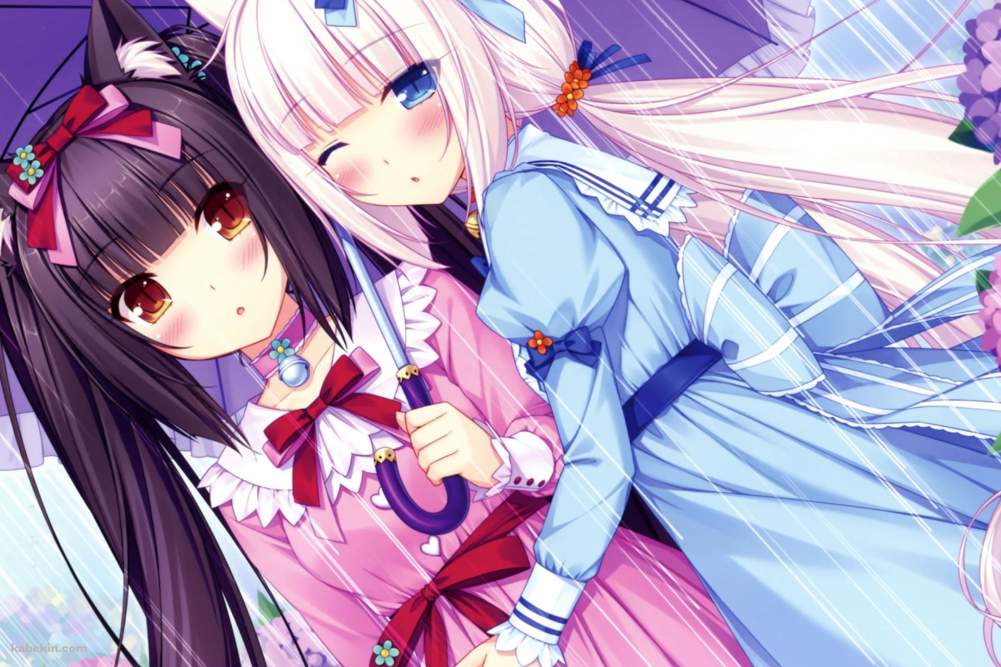 相合傘で身を寄せ合うバニラとショコラ / 紫陽花 / ネコぱらの壁紙(2000px x 1333px) 高画質 PC・デスクトップ用