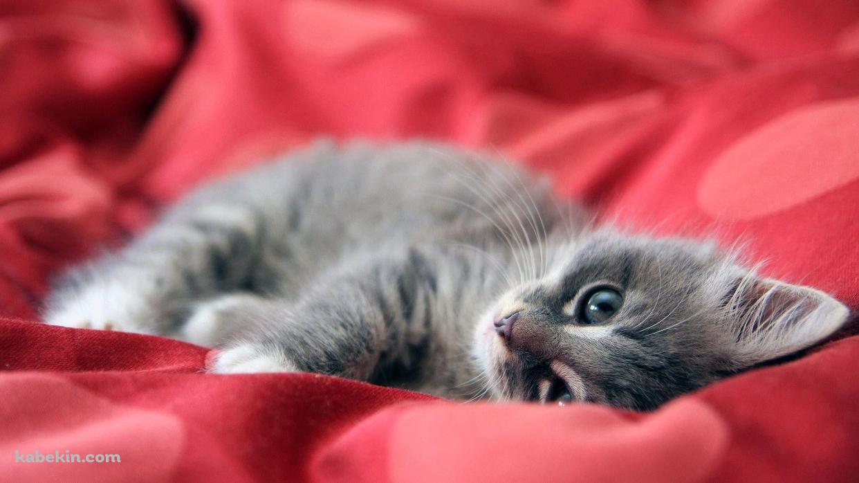 赤いショーツで寝る可愛い子猫の壁紙(1242px x 698px) 高画質 PC・デスクトップ用