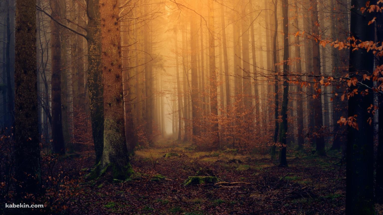 荘厳な霧に包まれた秋の森 / Foggy autumn forestの壁紙(1536px x 864px) 高画質 PC・デスクトップ用